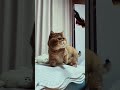 So Cute! #munchkin #cat #catshorts #cute #먼치킨고양이 #cutecat #feline #shortvideo