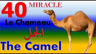 40 Miracle Le Chameau - The Camel - الجمل