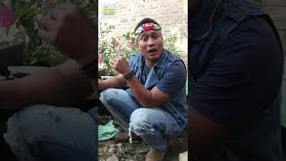 MAAFKAN AKU GURU #lucu #shortsvideo #ngakak