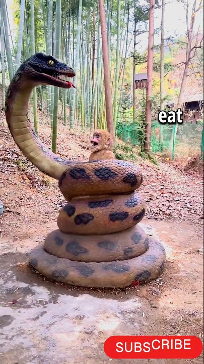 The Big Snake Eating Little Monkey| #bigsnake #mybeast