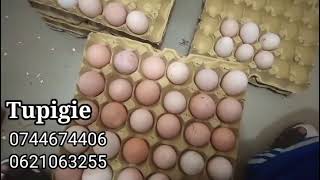 Vifaranga Wa Kuroiler Chotara.