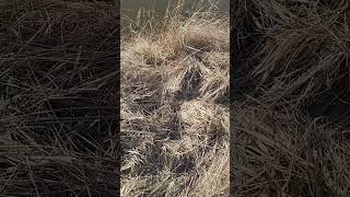 Брачная трель зелёных жаб (Bufotes viridis)