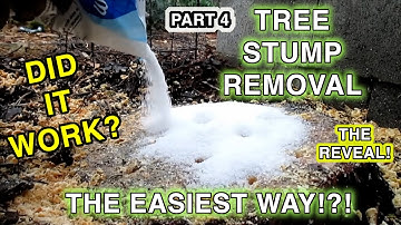 Possibly The Easiest Way To Remove A Tree Stump Using Epsom Salt! The Final REVEAL!! Part 4