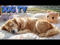 20 Hours of Calming Dog Music🦮💖Soothing Sleep &amp; Instant Stress Relief Therapy🎵🦮Serenity Care Dog TV