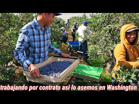 Piscando Blueberry