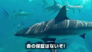 激アツ！真夏のサメ祭り｜ディスカバリーチャンネル