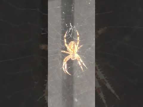 2 Minute Timer Spider
