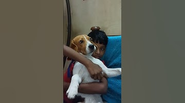 I love belly rub 🐶 #dog #pet #beagle #funnyvideo