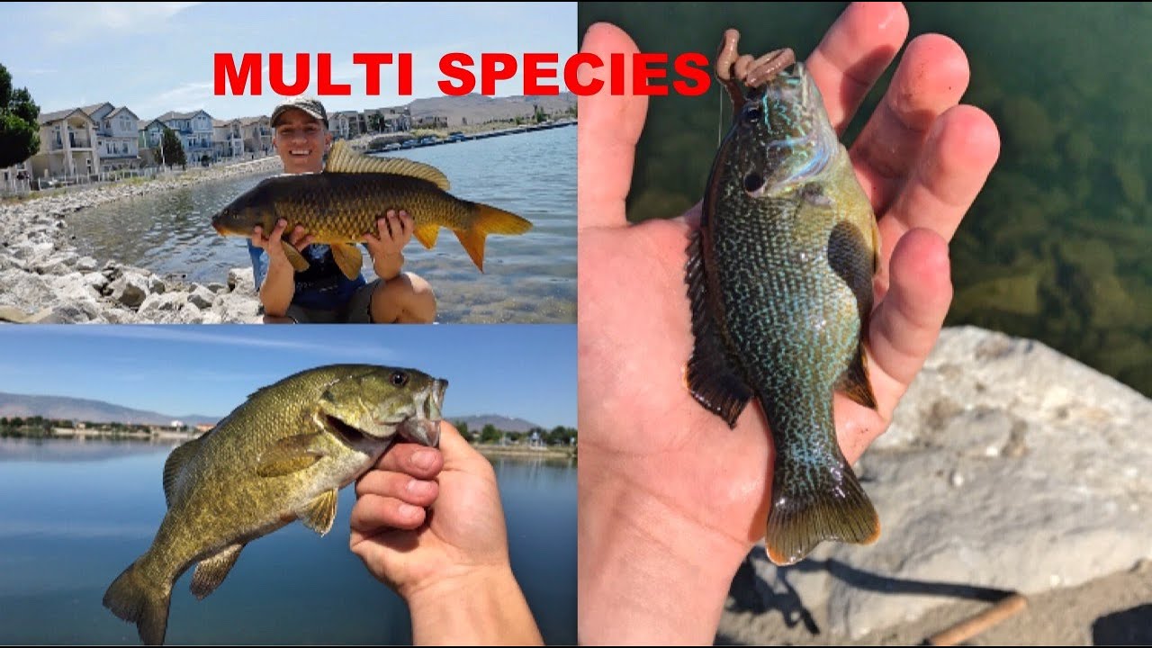 Multi Specie Fishing At Sparks Marina (SMALLMOUTH BASS, CARP AND ...