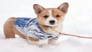 Dogs Discovering Snow For The First Time - Puppies in the Snow!