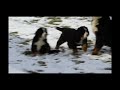 Bernese Mountain Dog Puppies For Sale Bernese Mountain Dog Puppies For Sale