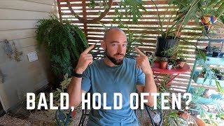 How Often Should I Shave Head Bald?