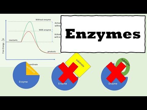 Enzymes | How Enzymes Work | Enzyme kinetics