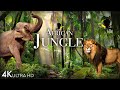 African jungle 4k  the worlds secondlargest tropical rainforest  scenic relaxation film