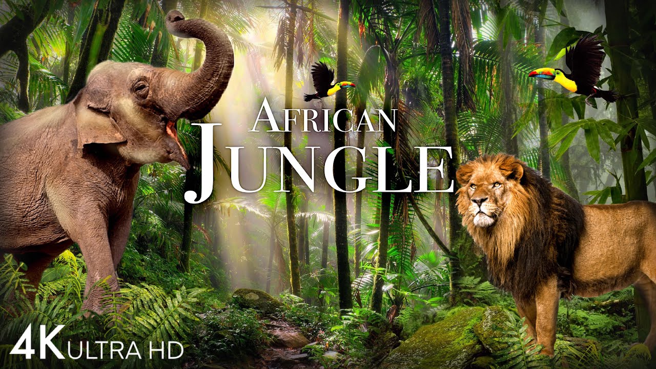African Jungle 4K - The Worlds Second-Largest Tropical Rainforest Scenic Relaxation Film image picture