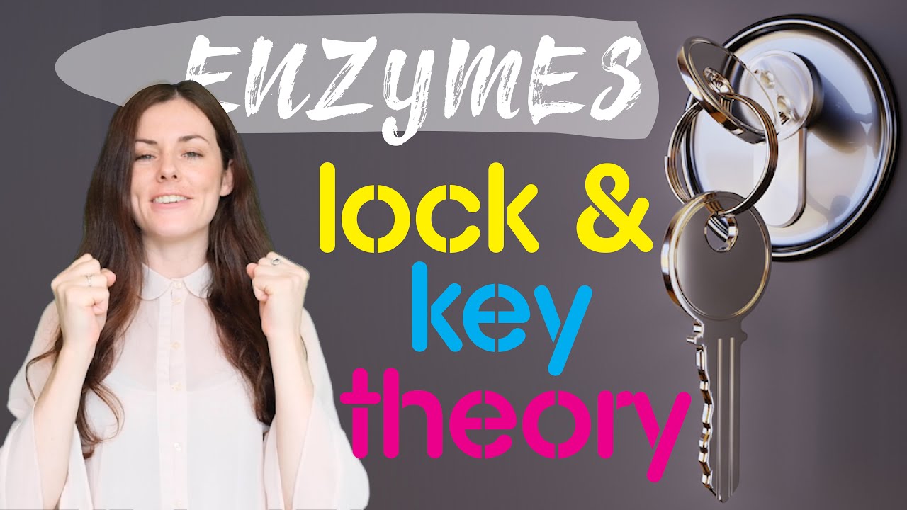 ENZYME LOCK AND KEY THEORY GCSE Biology 9 1 Combined Sci Revision ENZYME LOCK AND KEY THEORY GCSE Biology 9 1 Combined Sci Revision