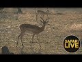 safariLIVE - Sunset Safari - November 11, 2018