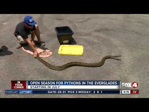 Python hunters can hunt in Everglades National Park