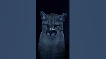 هذا خلق الله   ياسر الدوسري   سورة لقمان 🤍  #اكسبلور #قرآن #قران كريم #ياسر الدوسري #سورة لقمان