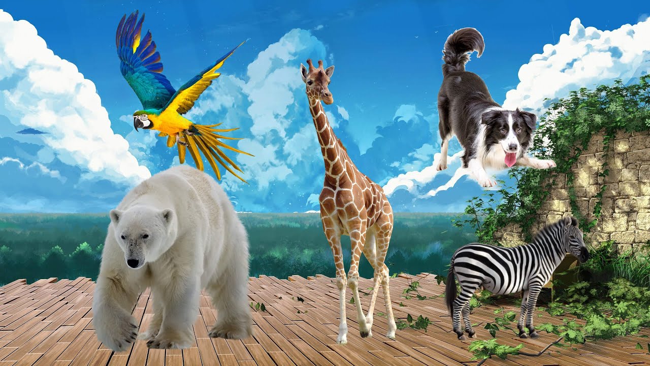 Animal sounds in nature: elephants, giraffes, squirrels, bears, dogs ...