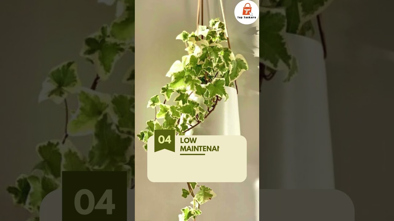 🌿💨 English Ivy Plant Benefits You Didn’t Know! 🏡✨