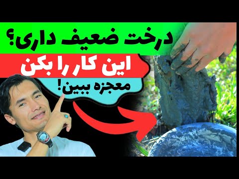 درختان تان جنگلی شده و حاصل نمی دهند فقط این کار را انجام بدی تا میوه چندبرابر شود