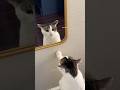 Why Cats Hate Mirrors?😱 #shorts #cat #video