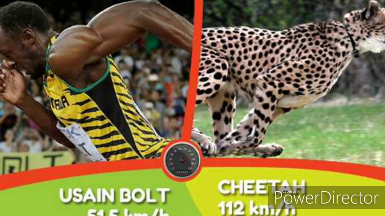 Cheetah VS Usain bolt race - YouTube