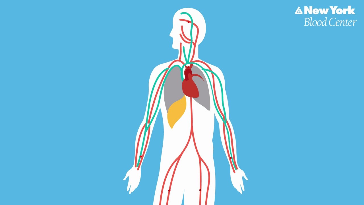 bloodology-series-an-introduction-to-components-of-blood-youtube