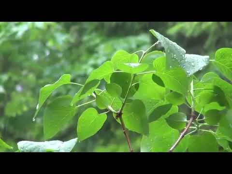 محمد رسول الله نور تلالأ