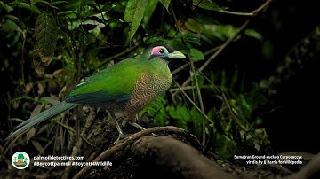 Sumatran Ground cuckoo Carpococcyx viridis - Asia
