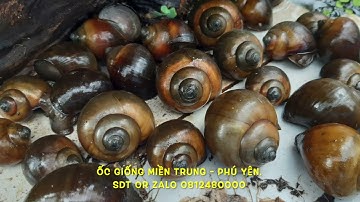 LÝ DO 99% NGƯỜI NUÔI ỐC TRÊN BỂ BẠT LUÔN LUÔN THẤT BẠI? Ốc Bươu, ốc nhồi, Giống Miền Trung