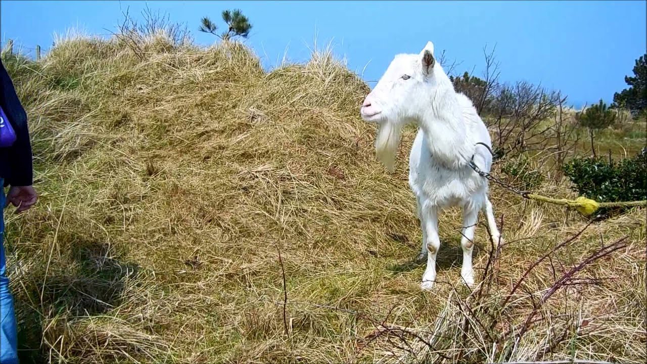 Trip to Vlieland, The Netherlands 2014