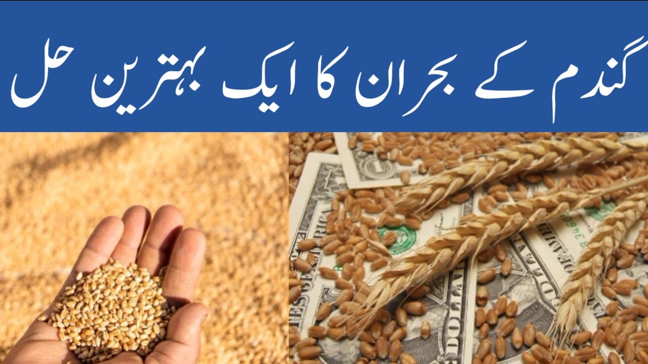Wheat Scandle in Pakistan and One Best Solution to Punjab’s Wheat Crisis  2024