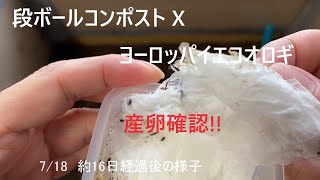 段ボールコンポスト X コオロギ飼育 Part2