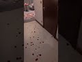 كل عام وانت الحب 