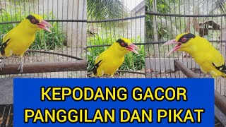 Kepodang emas gacor Aceh menantang lawan