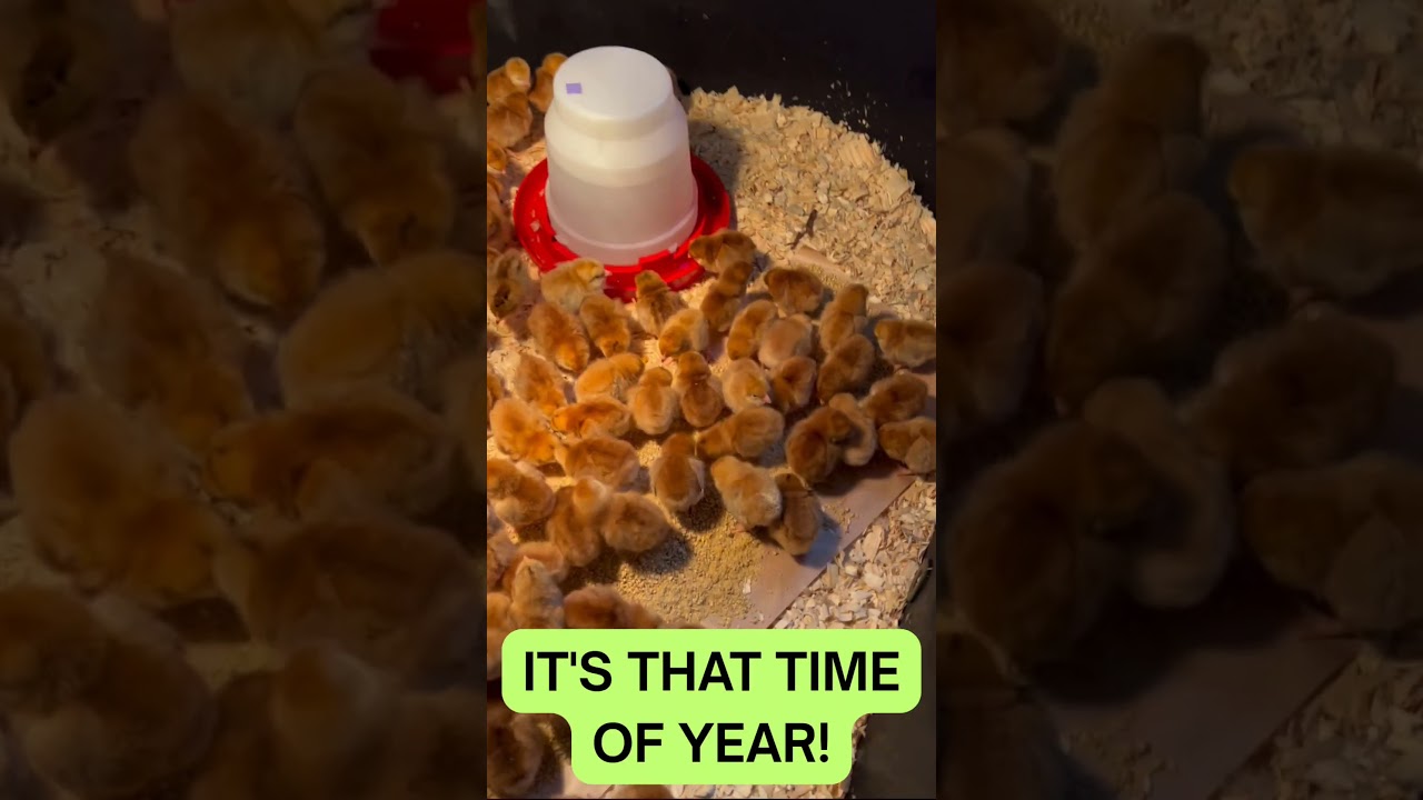 Chick fever season is here! 