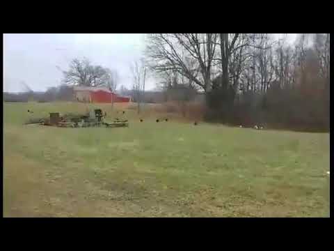 Farmer Bishop and his chickens