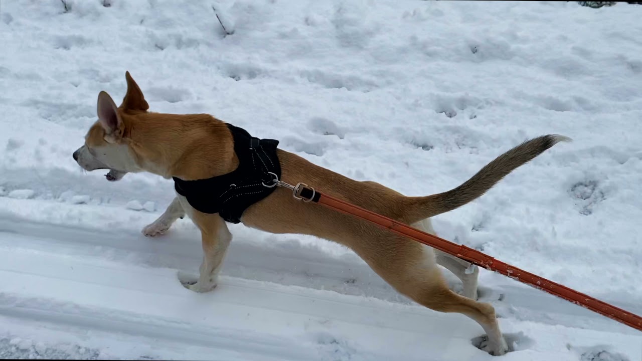 PULLING DOG TRAINING | BALTO (Pitsky) DOG & LILY | @gh_fpv