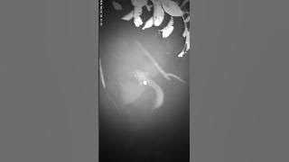 BERBURU LELE PART2 #nembakikan #fishing #njaringikan #mancing #lele #maserikan #nightvision