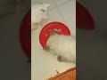 Adorable Hungry Kittens Eating So Cute 😻🍴 | Funny Cat Eating Moments #cat #cute #funnycat #kitten