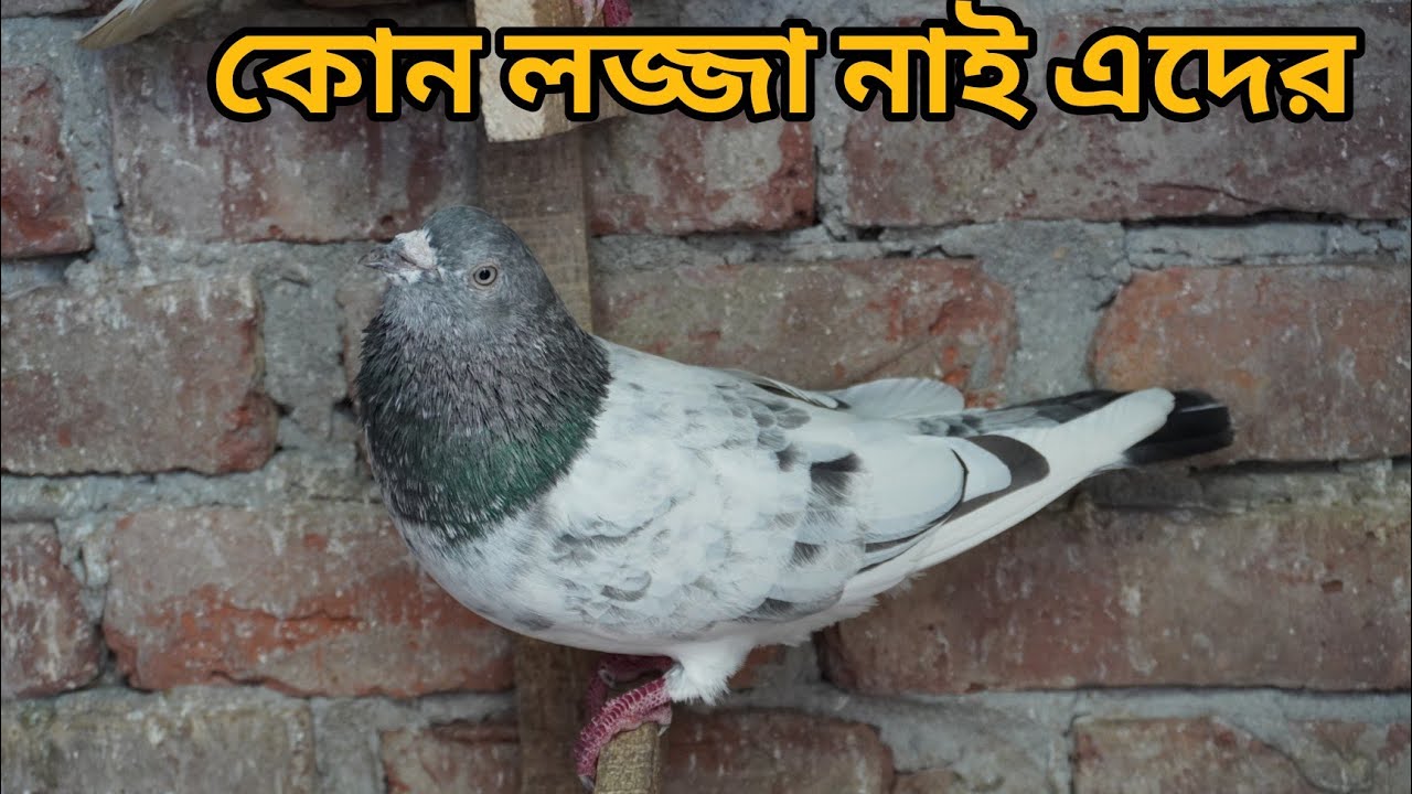অমুক বড় ভাইয়ের কবুতর কিনলেই রেজাল্ট 