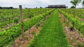 Seed to Glass at Saddlehill Winery.