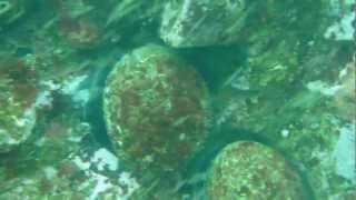 Diving Fisk Mill Cove Searching for abalone