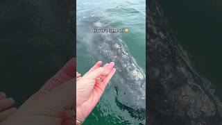 Sea Lice  sanignaciolagoon graywhales whalewatching mexico sealice whalewatch greywhales