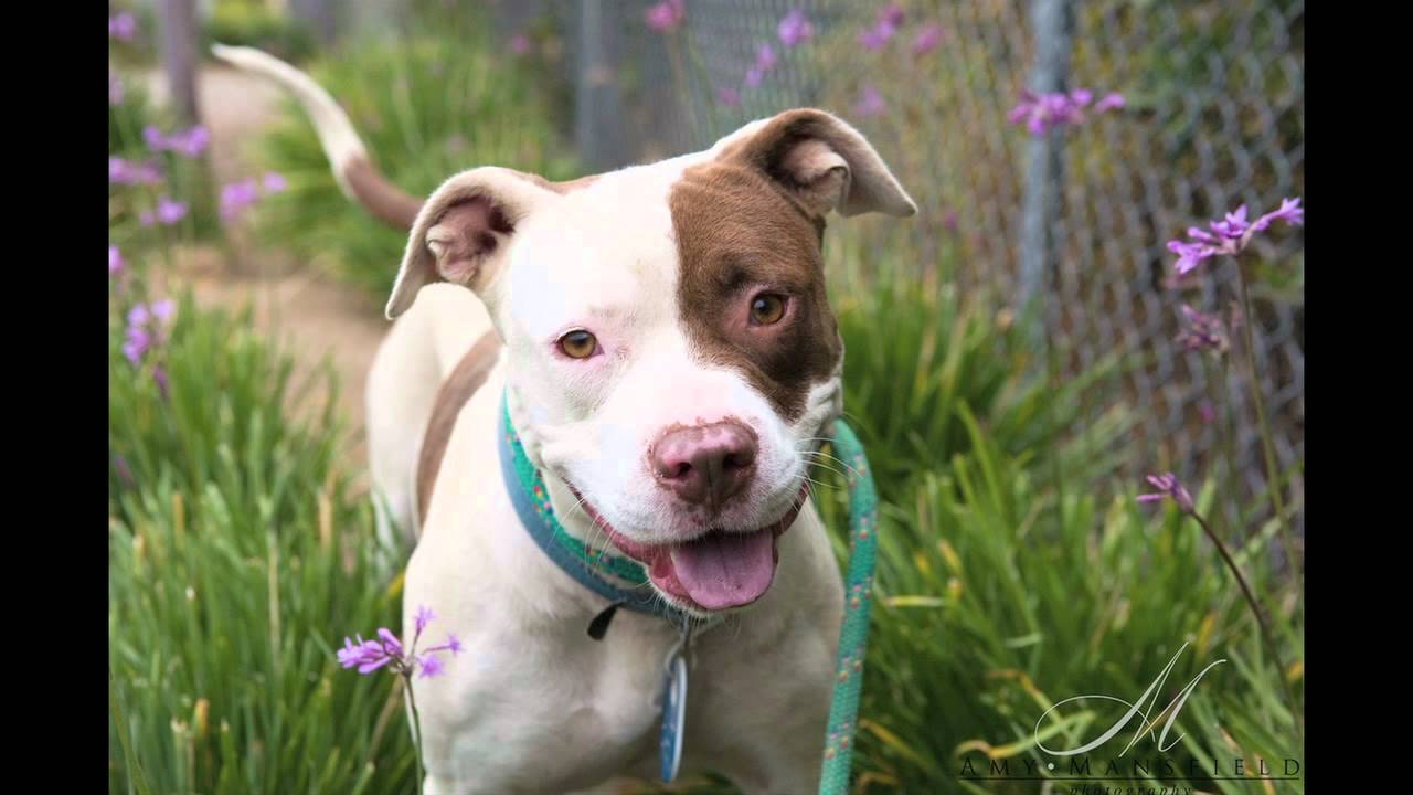 Pet Portraits YouTube