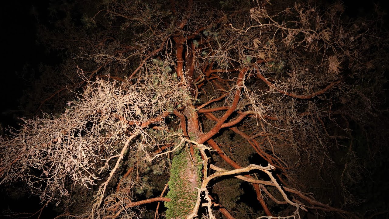 CRI Compare, various LED (Luminus, Samsung, OSRAM, CREE & Getian)