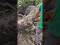 Trabajar con motosierra es un trabajo muy peligroso 😬😱 #chainsaw #sthil #madera #asmr #woodworking