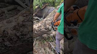 Trabajar con motosierra es un trabajo muy peligroso 😬😱 #chainsaw #sthil #madera #asmr #woodworking